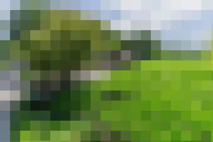 Boschdijk 18 Budel thumbnail 61