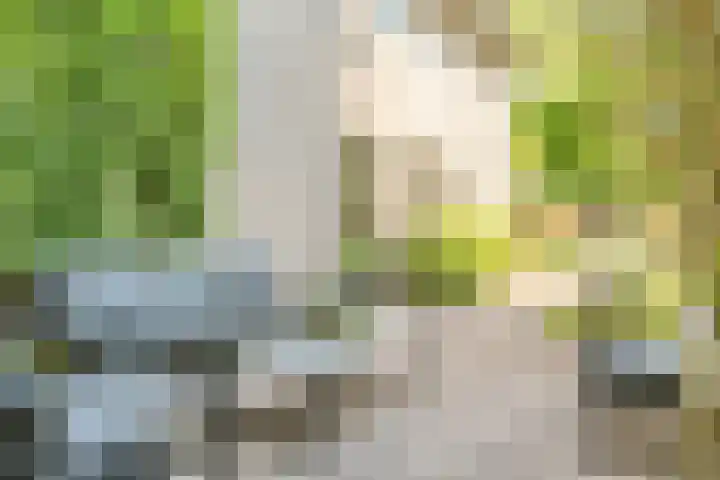 Boschhoven 9 Leende thumbnail 37