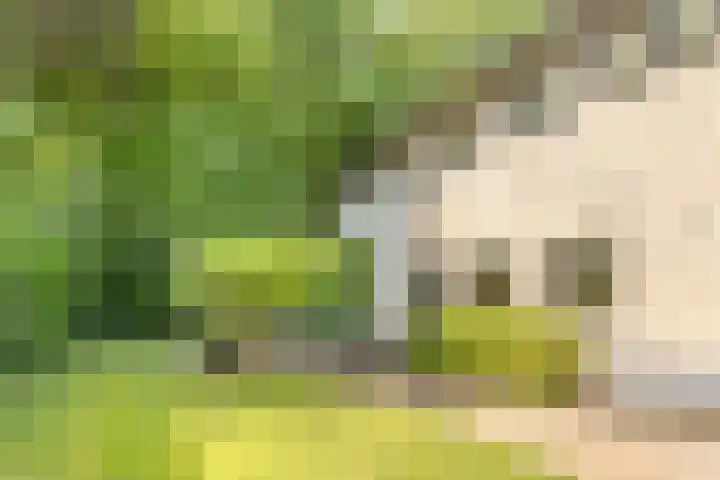 Boschhoven 9 Leende thumbnail 39