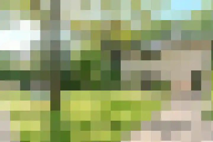 Boschhoven 9 Leende thumbnail 40