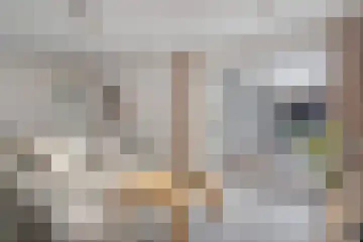 Boschlaan 61 Maasbree thumbnail 11