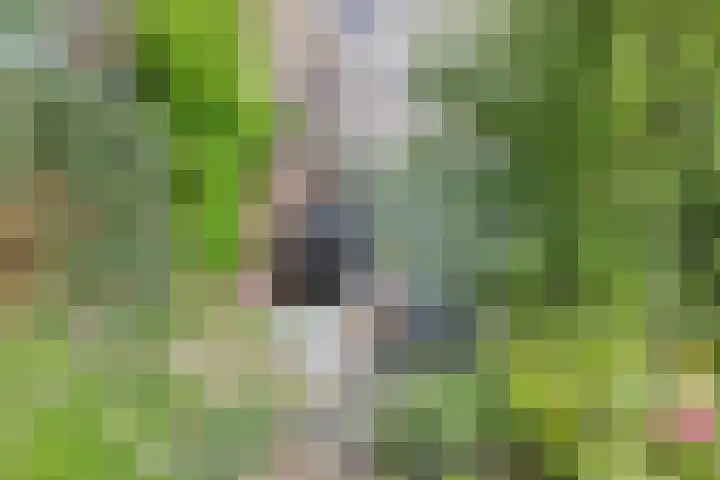 Boschrand 23 Goirle thumbnail 40