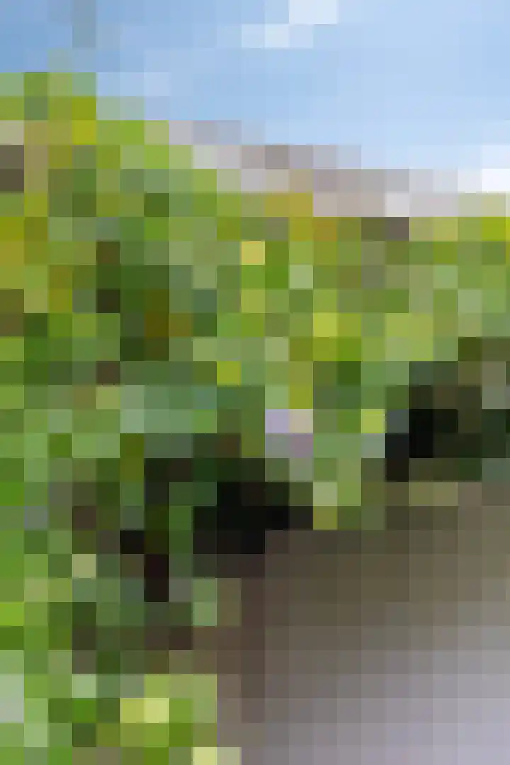 Boschweg 14 A Den Andel thumbnail 75