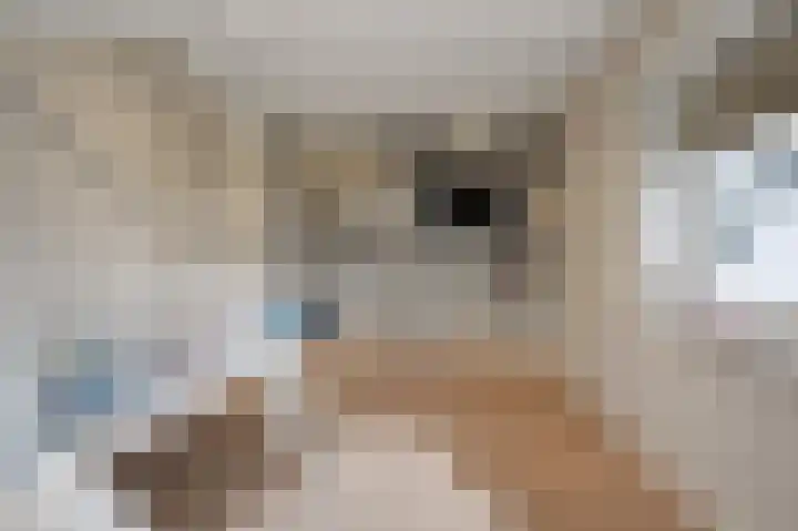 Bosgouw 301 Almere thumbnail 39