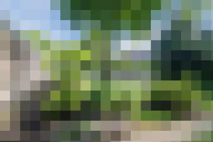 Boshoek 49 Vroomshoop thumbnail 42