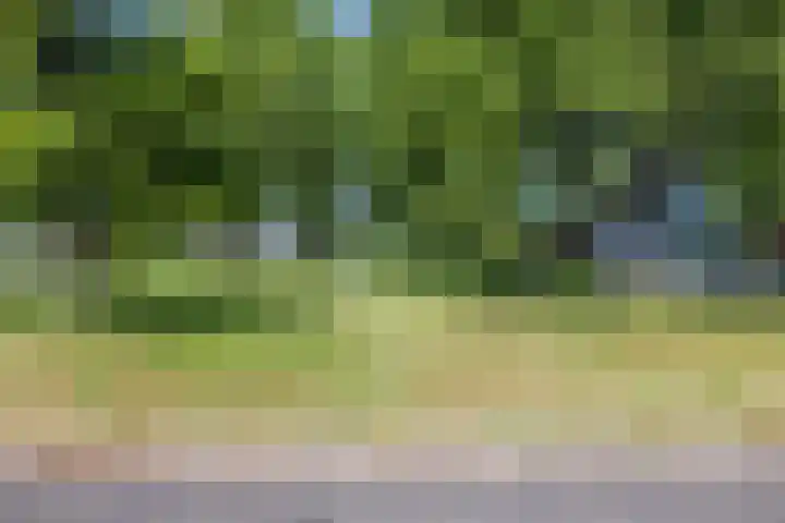 Boshoek 49 Vroomshoop thumbnail 43