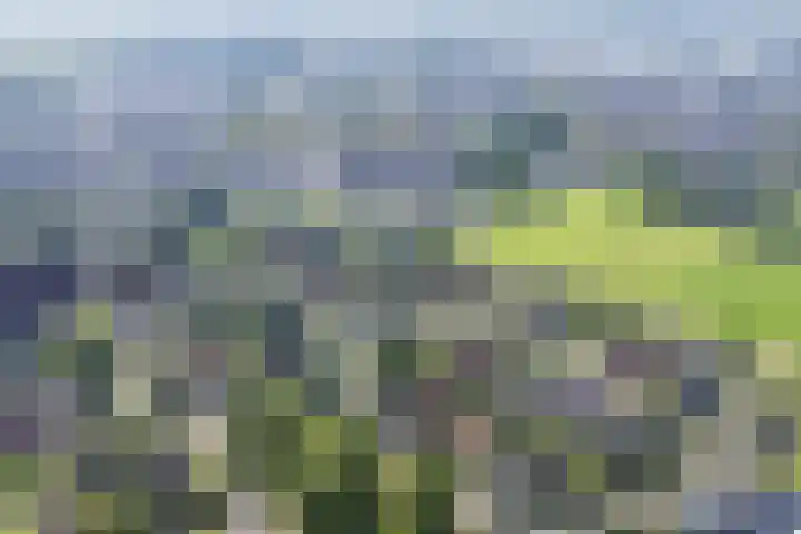 Boshoek 49 Vroomshoop thumbnail 46