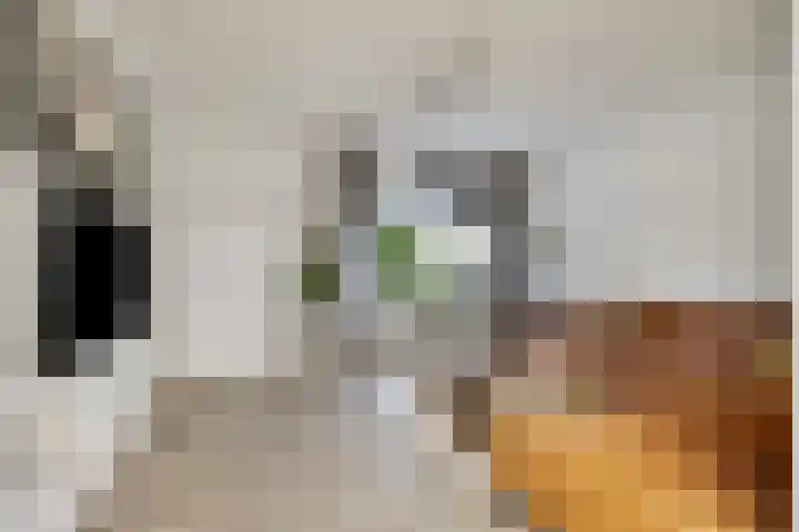 Boskant 61 Handel thumbnail 11