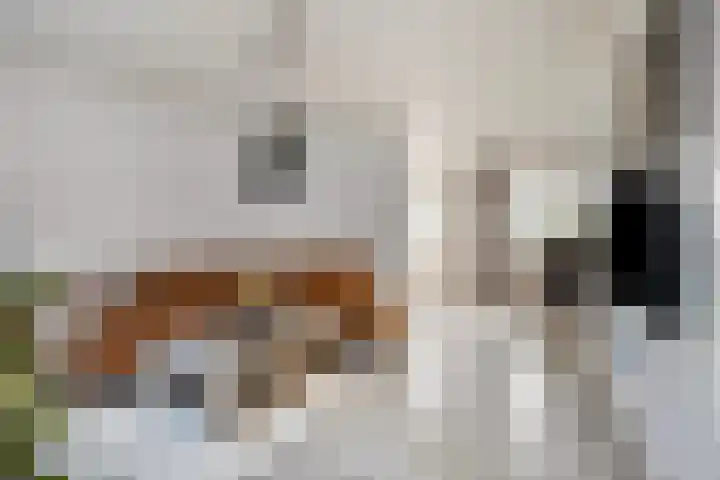 Boskant 61 Handel foto 2