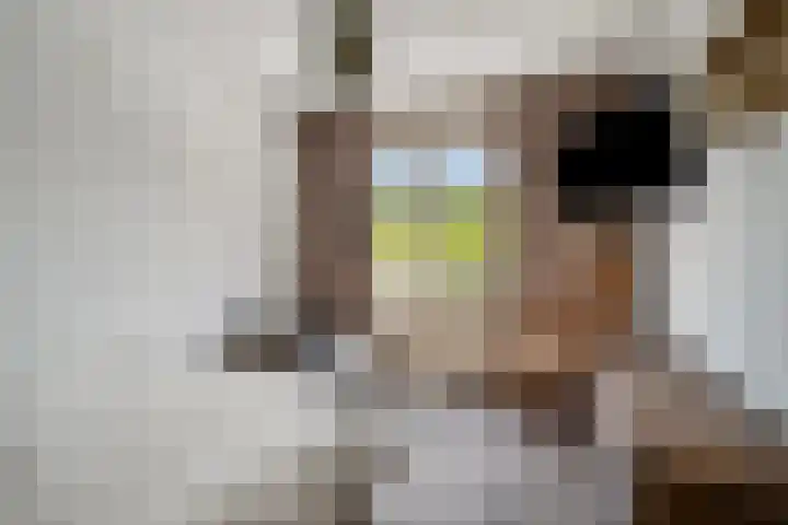 Boskant 61 Handel thumbnail 20