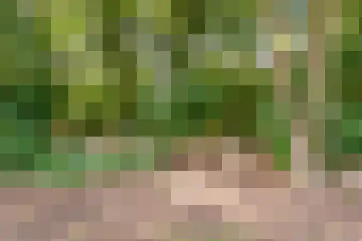 Boskant 61 Handel thumbnail 39