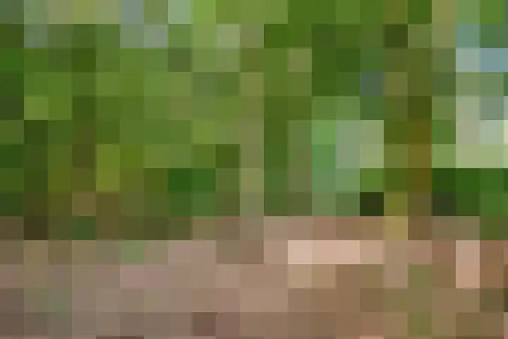 Boskant 61 Handel thumbnail 40