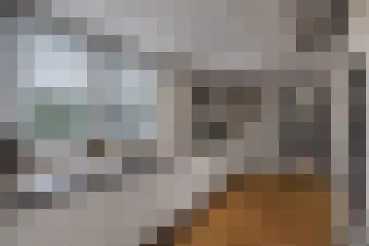Boslaan 2 Huizen thumbnail 12