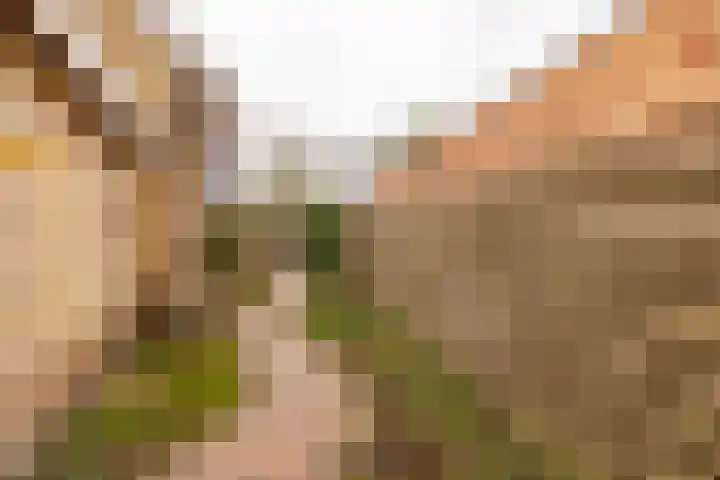 Boslaan 56 Zuidwolde thumbnail 56