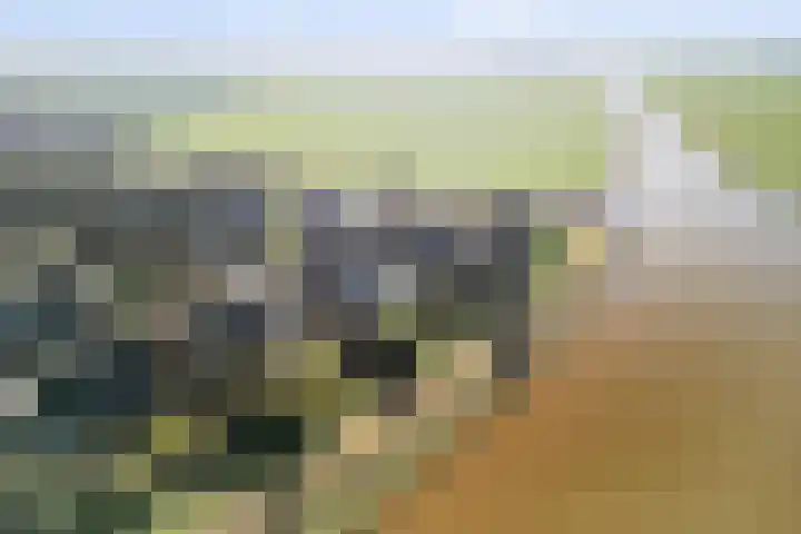Boslaan 95 Dronten thumbnail 43