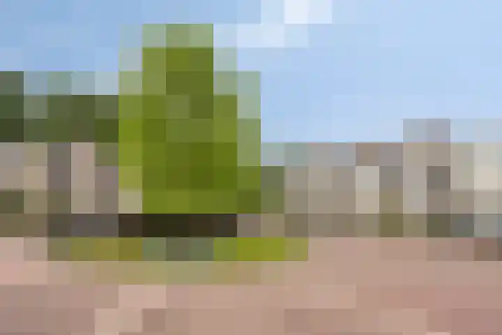 Bosleeuwerik 2 Eindhoven thumbnail 11