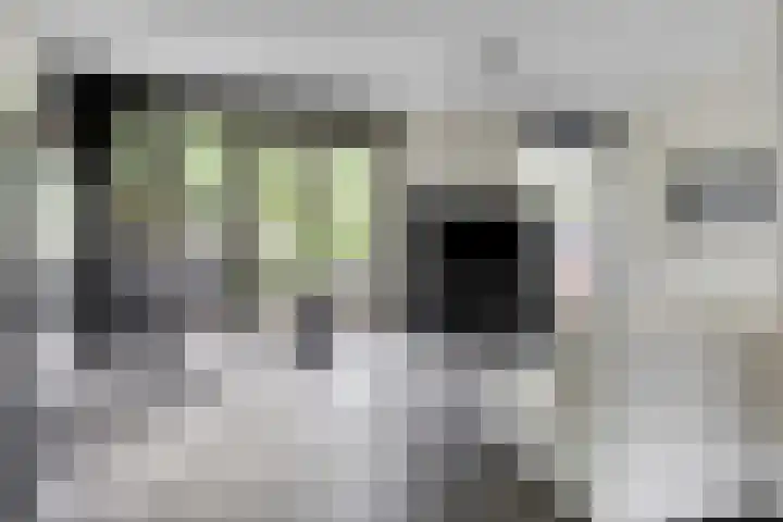 Bosleeuwerik 2 Eindhoven thumbnail 15