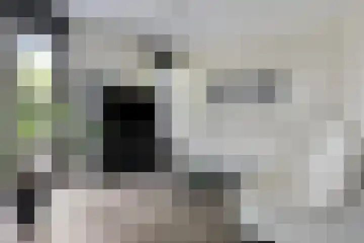 Bosleeuwerik 2 Eindhoven thumbnail 16