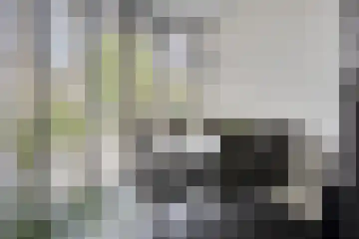 Bosleeuwerik 2 Eindhoven thumbnail 23