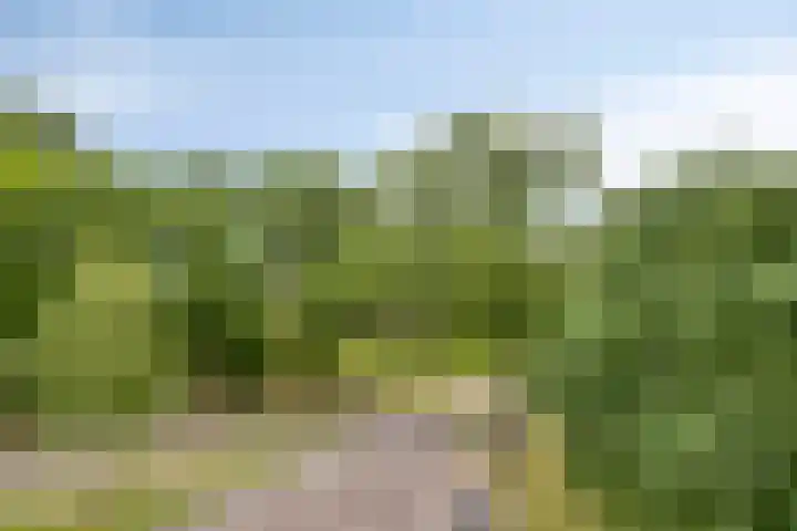Bosleeuwerik 2 Eindhoven thumbnail 40