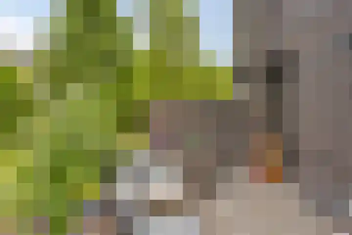 Bosleeuwerik 2 Eindhoven thumbnail 49
