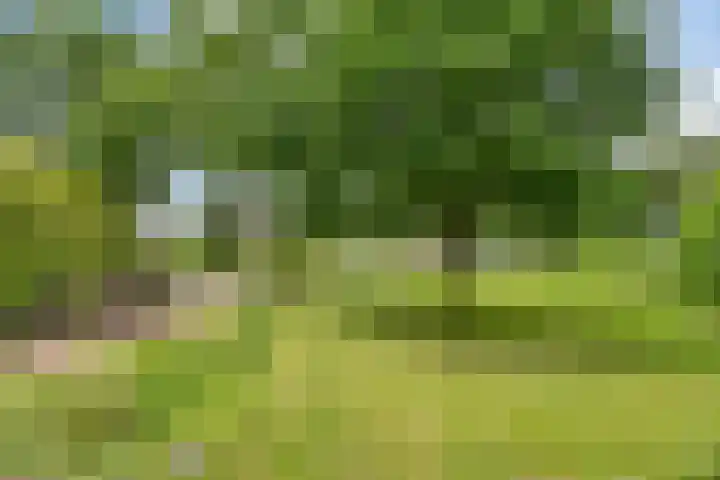 Bosleeuwerik 2 Eindhoven thumbnail 54