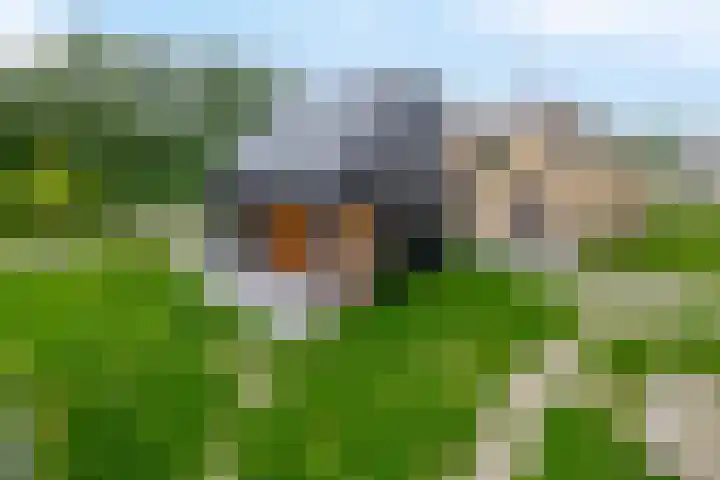 Boslust 28 Eindhoven thumbnail 33