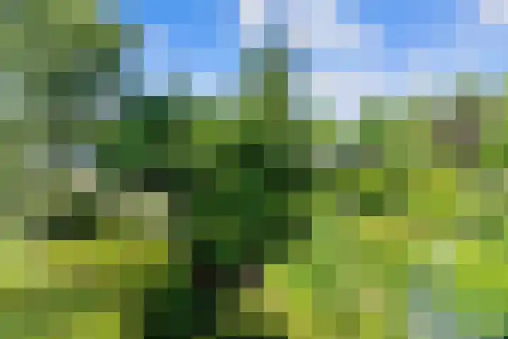 Bosplaat 65 Amsterdam thumbnail 27