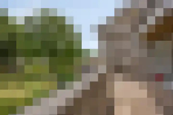 Bosplaat 96 Zwolle thumbnail 8