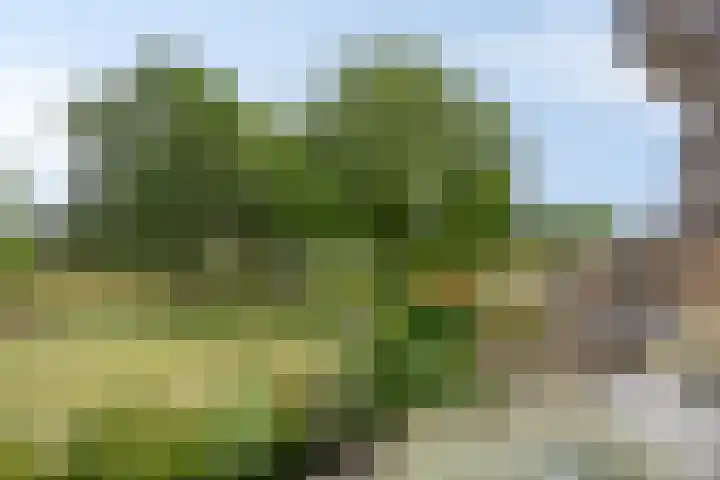 Bosplaat 96 Zwolle thumbnail 9