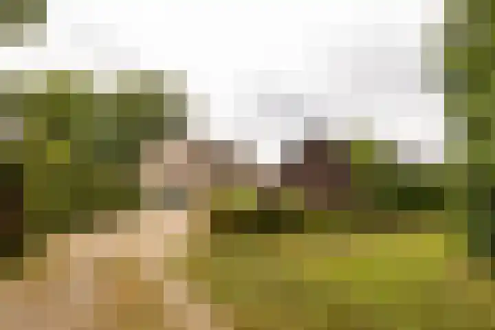 Bosrand 107 Elspeet thumbnail 4
