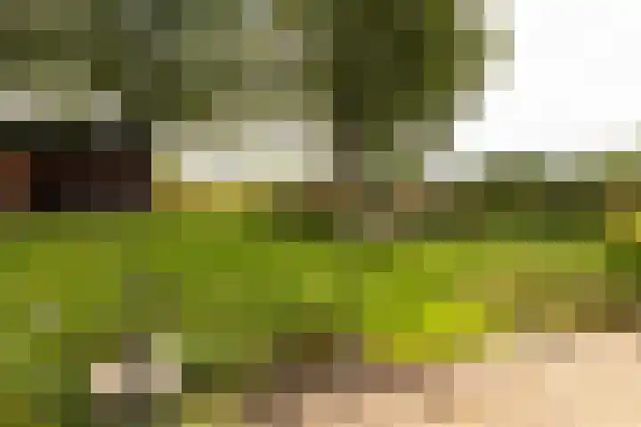 Bosrand 107 Elspeet thumbnail 9