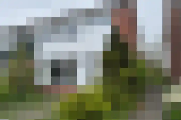 Bosrand 11 Ens thumbnail 9