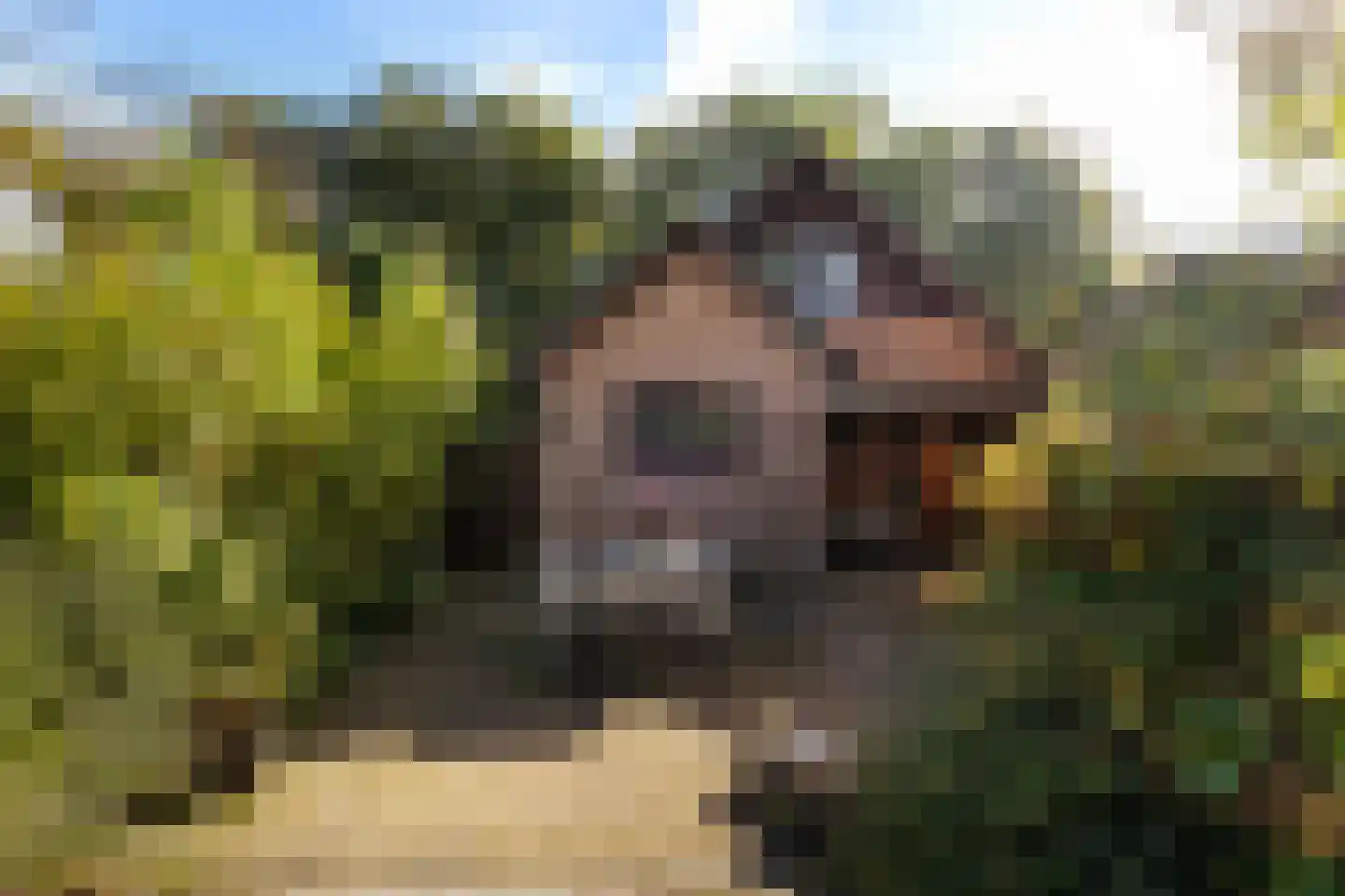 Bosrand 11 Ermelo thumbnail 42