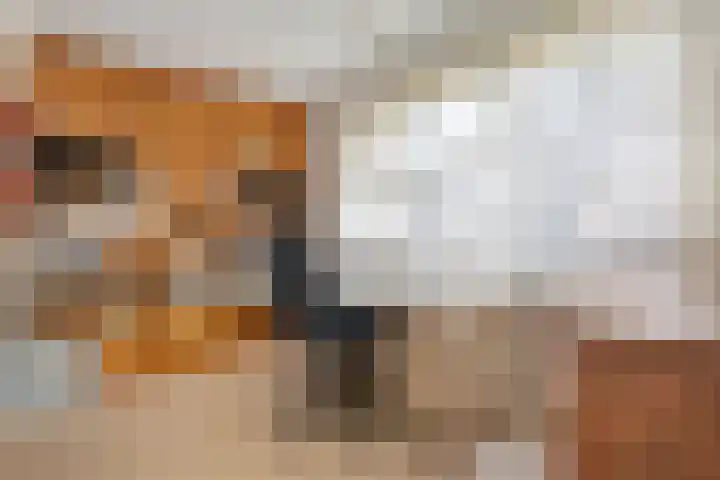 Bosrand 8 Dwingeloo thumbnail 20