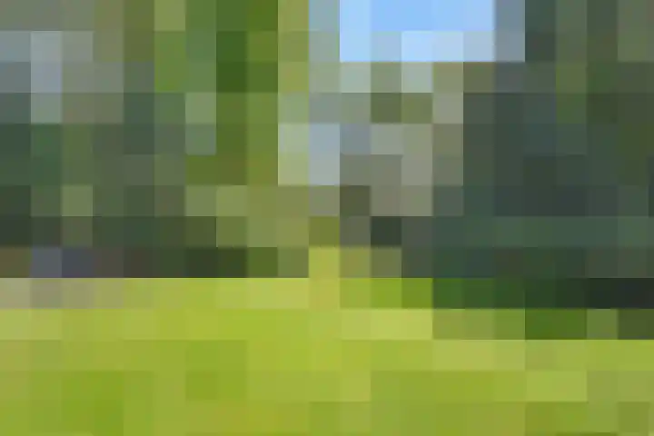 Bosrand 8 Dwingeloo thumbnail 5