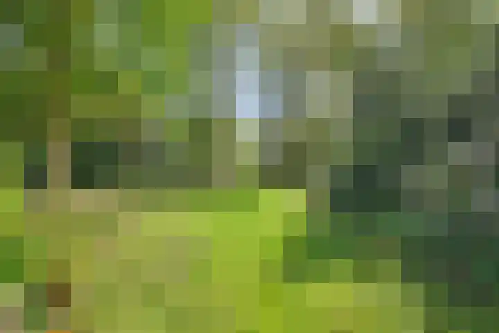 Bosrand 8 Dwingeloo thumbnail 54