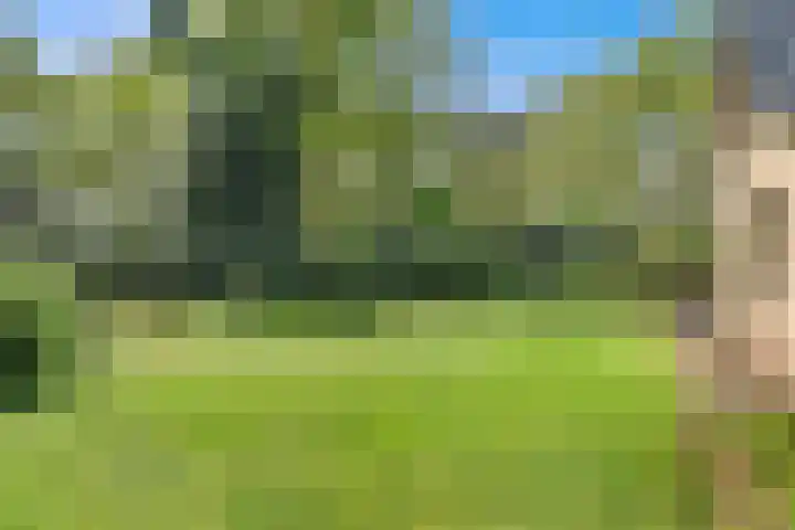 Bosrand 8 Dwingeloo thumbnail 56