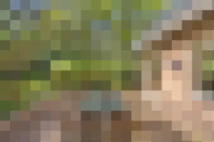 Bosrand 8 Dwingeloo thumbnail 58