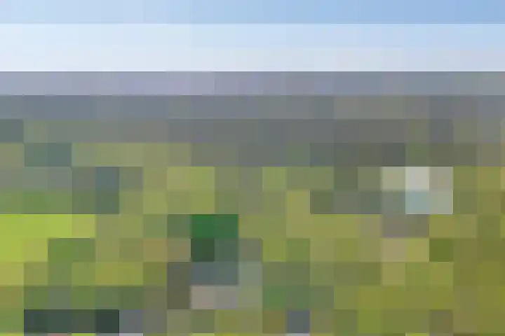 Bosrand 8 Dwingeloo thumbnail 6