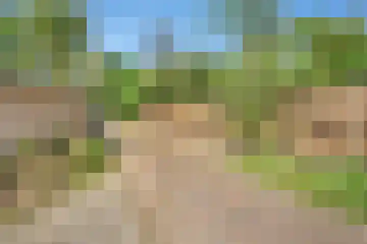 Bosrand 8 Dwingeloo thumbnail 64