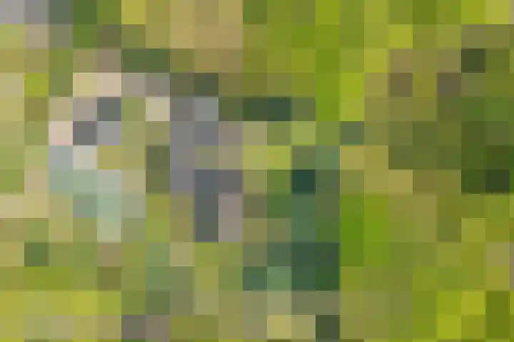 Bosrand 8 Dwingeloo thumbnail 65