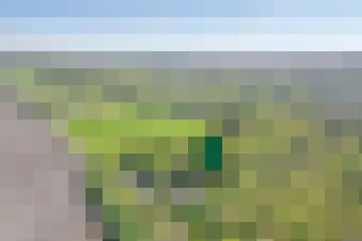 Bosrand 8 Dwingeloo thumbnail 66