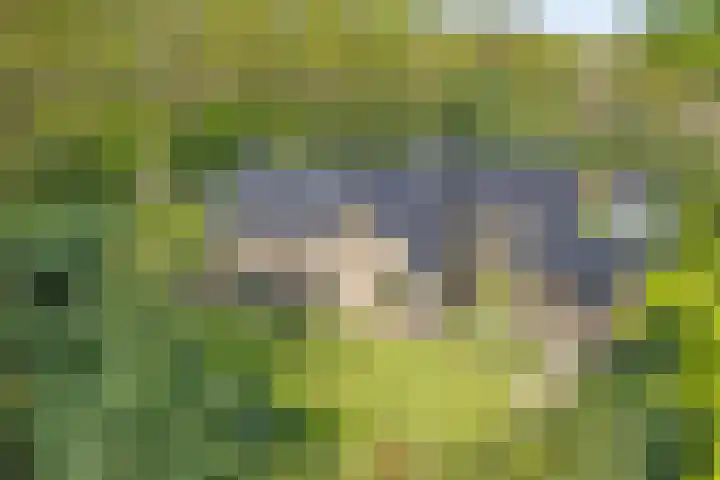 Bosrand 8 Dwingeloo thumbnail 71