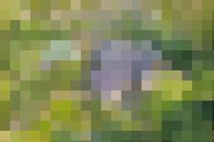 Bosrand 8 Dwingeloo thumbnail 8