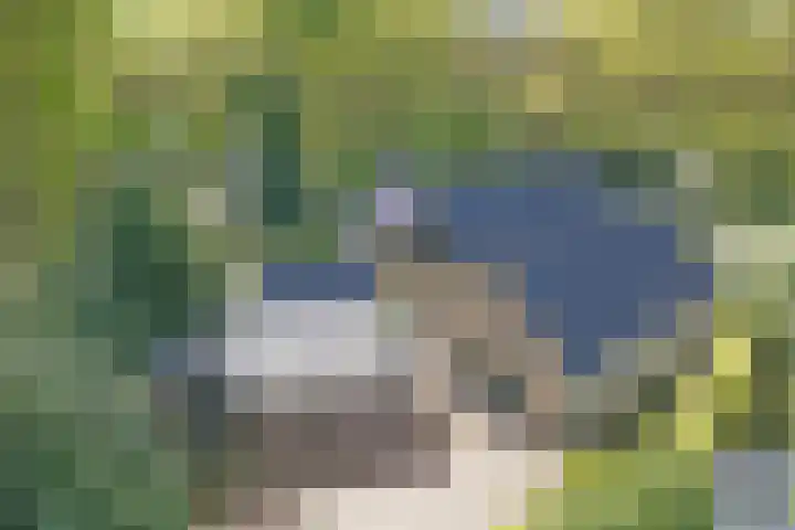 Bosrand 8 Dwingeloo thumbnail 9