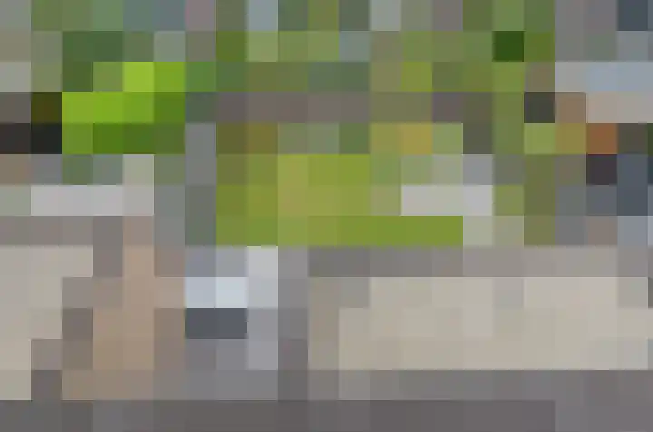 Bosrank 50 Assen thumbnail 30