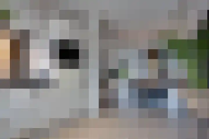 Bosroos 4 Assen thumbnail 11