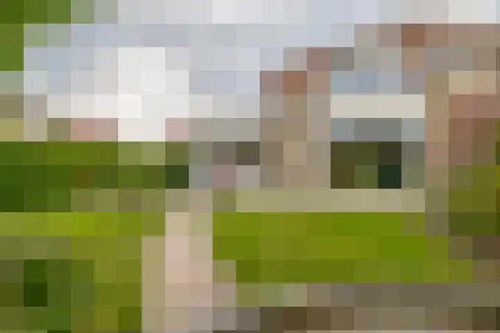 Bosruiter 7 Lemmer thumbnail 16