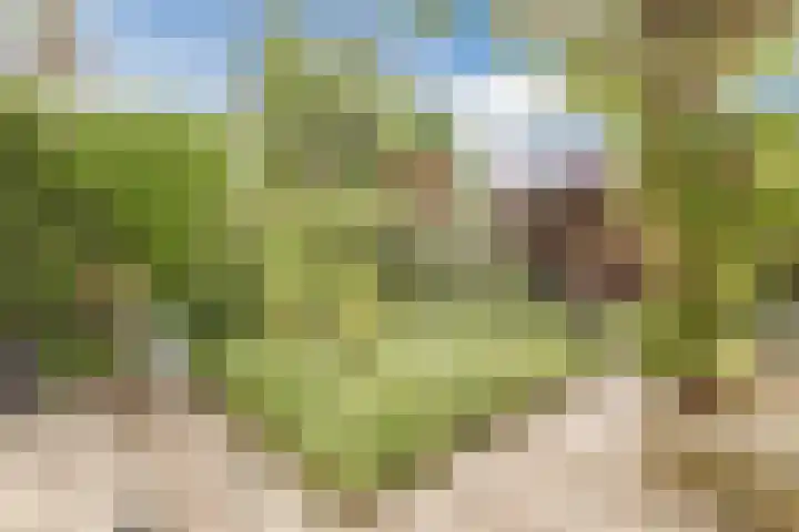 Bosschepad 46 Oss thumbnail 52